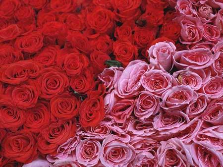11朵红玫瑰情人节鲜真的好吗 33朵红玫瑰比专
