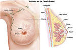 乳腺癌的防治