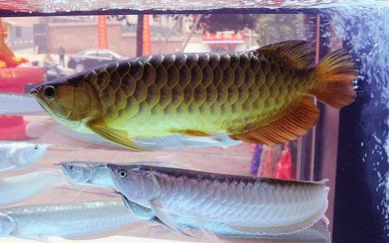 娄底[龙腾水族]3月18日盛装开业