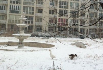 天津下雪 小区宠物大白鹅雪中漫步