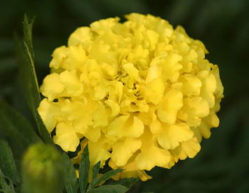 专家提醒 驱蚊植物易过敏者别碰触(图)