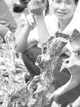 海南花梨木每公斤1.8万元暴富升势延续