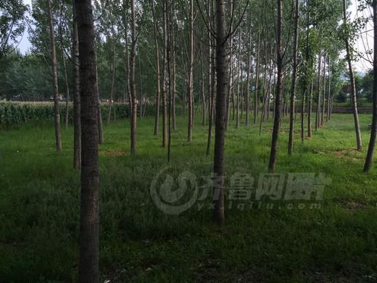 沂源县石桥镇龙官庄村西南角,两亩多地的杨树林下,绿草茵茵。267名为国捐躯的将士长眠于此。