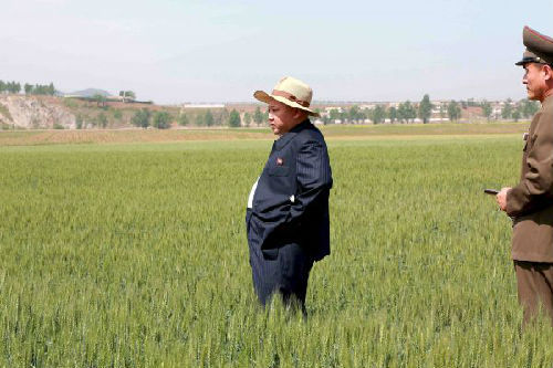 6月1日,朝鲜最高领导人金正恩在农田视察。
