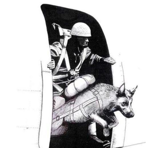 资料图:空降战犬