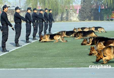 图文：北京安保演练现场中的警犬演练