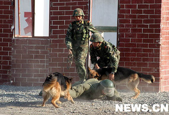 图文：进行使用警犬抓捕训练