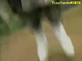��Ƶ������������