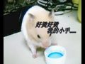 ��Ƶ���ҵĳ���С����