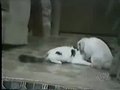 ƵЦĶｻ
