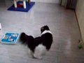 ��Ƶ��ţè������
