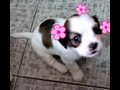 ��Ƶ���Ҽ�С��������