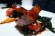 Fulton Place һ廨߾