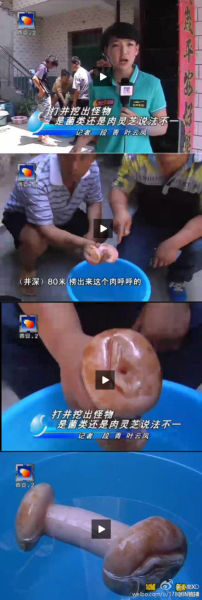 女记者误将自慰器认成肉灵芝 女记者误将自慰器认成肉灵芝
