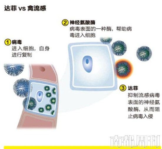 达菲与禽流感 达菲与禽流感