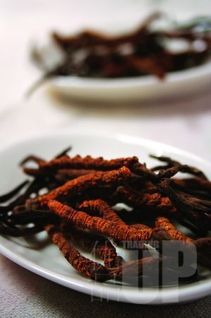 冬虫夏草,是虫是草?