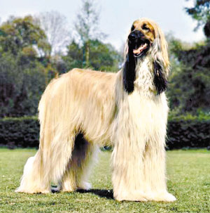 英国贵族猎狐专用:华美阿富汗猎犬(图)