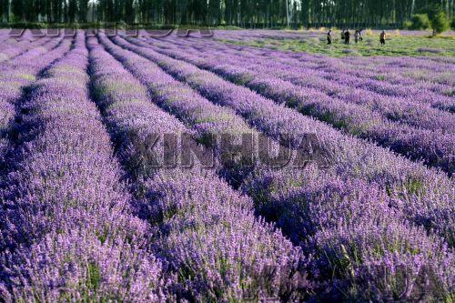 ���ͼƬ������һҳ