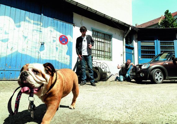 奥运期间购买MINI将有机会获得英国斗牛犬