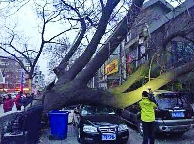 秦淮区20米的泡桐树倒了 路边车倒霉了