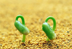 车市观察：2010年汽车销量分析