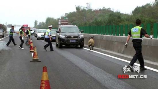 民警进行临时交通管制正在追羊 民警进行临时交通管制正在追羊