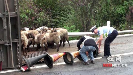 民警临时设置“羊圈”围栏防止发生意外 民警临时设置“羊圈”围栏防止发生意外