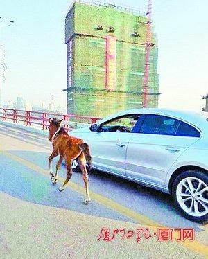 女子疑开车上大桥“遛马”