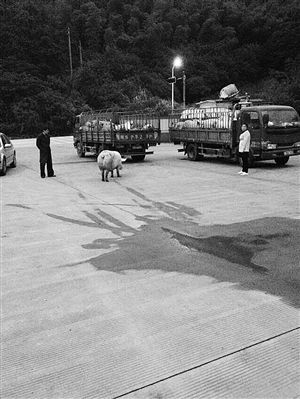 折腾了半个多小时，才把母猪弄上车 通讯员 王华 摄