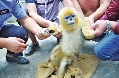 被解救的其中一只猴子还是幼猴本图为警方提供资料图