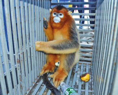 被解救的一只较大的川金丝猴