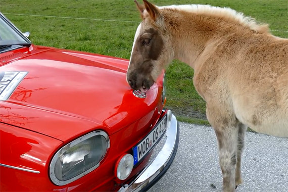 视频：洗车靠舔！大马见着大众老爷车狂亲不止