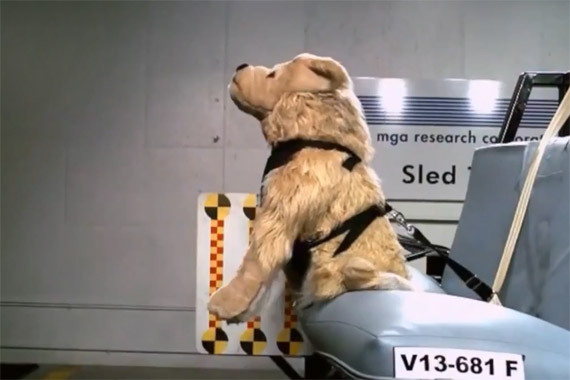 视频：关注宠物安全 斯巴鲁狗狗碰撞测试