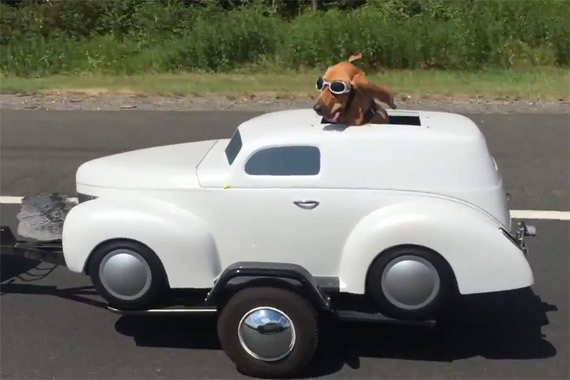 视频：逼格巨高的汪！拥有专属遛狗座驾