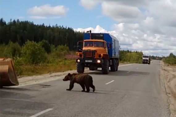 视频：熊出没！车辆被小熊拦住去路动弹不得