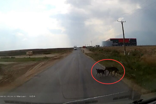 视频：狗妈妈拉住小狗 马路上躲过汽车