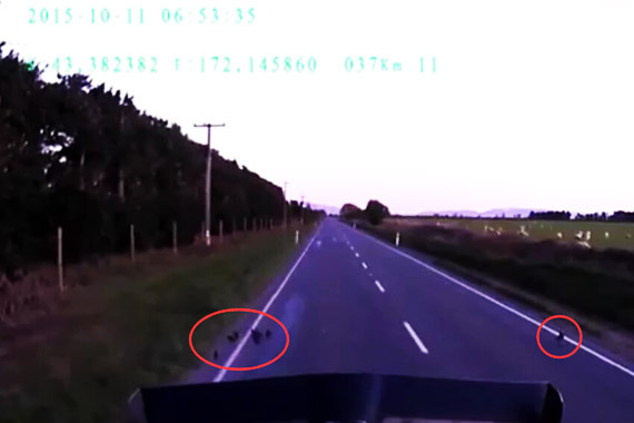 视频：太有爱！司机停车让“行人”通过