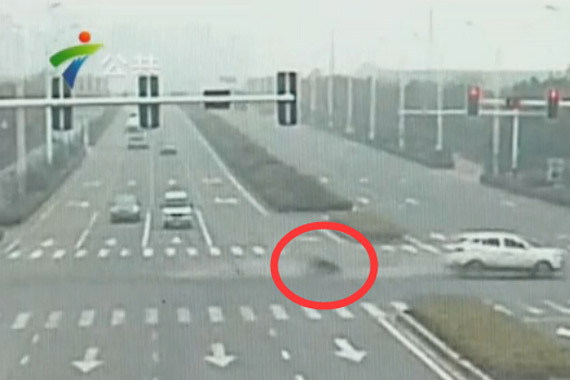 视频：红灯随意闯！摩托连人带车被撞飞