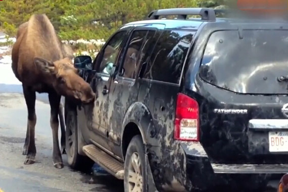 视频：真是头回见！动物竟提供免费洗车