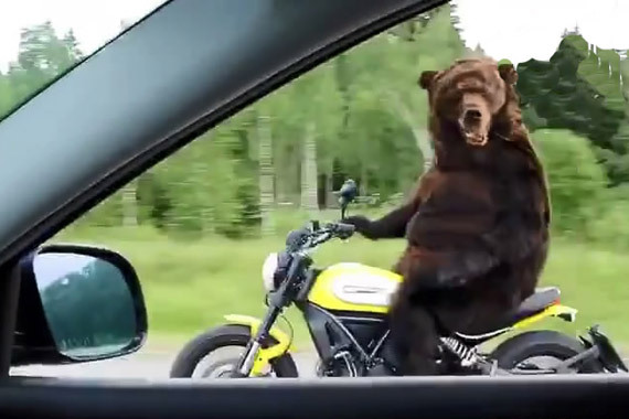 视频：花了眼？战斗民族现“熊”骑摩托