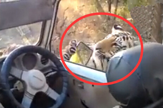 视频：敞篷车游览遇老虎！乘客幸运避险
