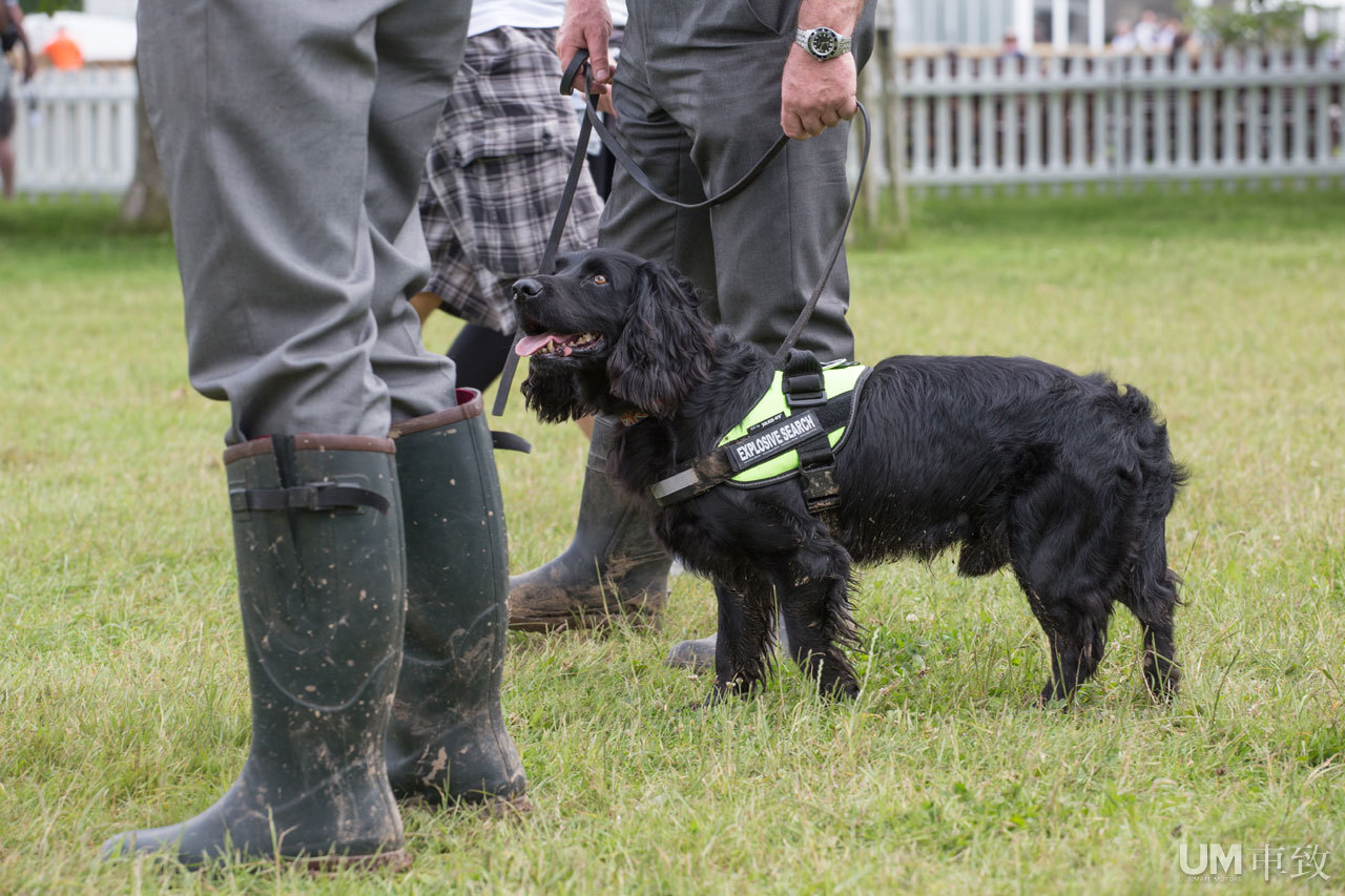 2016古德伍德现场