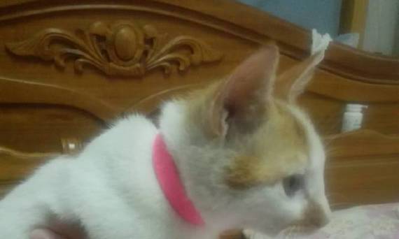 遇到老虎时的应对办法