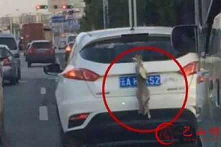 昆明老司机车后挂活兔遮挡车牌 交警介入