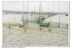 车友野渡品尝今秋第一只螃蟹