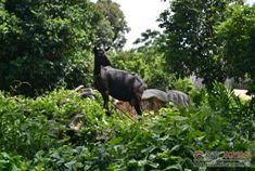 明锐湛江硇洲岛自游行