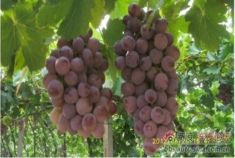 长安车友自驾采摘一日游