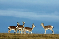 可可西里越野吉普车自驾攻略