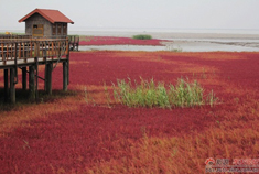 游览盘锦渤海红海滩地貌奇观