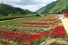 重庆市涪陵大木花谷旅行散记